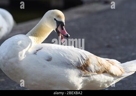 Brighton UK 16. April 2020 - EIN mutiges Schwanencygnet reinigt ihre Federn, während Wildtiere früh am Morgen im Queens Park in Brighton bei warmem Sonnenschein zum Leben erwachen, während die Sperrbeschränkungen in ganz Großbritannien während der Coronavirus COVID-19 Pandemie-Krise andauern. Quelle: Simon Dack / Alamy Live News Stockfoto