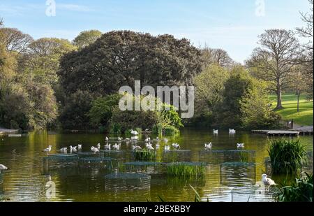 Brighton UK 16. April 2020 - Wildtiere erwachen früh am Morgen im Queens Park in Brighton bei warmem Sonnenschein zum Leben, da die Sperrbeschränkungen in ganz Großbritannien während der Coronavirus COVID-19 Pandemie-Krise andauern. Quelle: Simon Dack / Alamy Live News Stockfoto