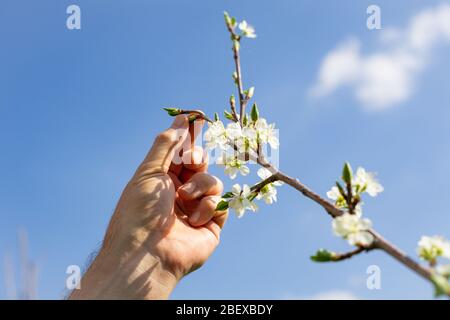 Männliche Hand, die die Blüten auf einem Pflaumenbaum vor einem blauen Frühlingshimmel überprüft Stockfoto