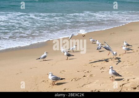 Möwen am Meer an einem sonnigen Tag am Strand Stockfoto