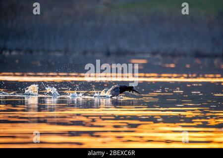 Wasservogel Eurasischer Ruß, Fulica atra, Laufen auf Teichoberfläche Abendsonne goldene Farbe mit schönem Bokeh auf Hintergrundbeleuchtung und Reflexion. Tschechische Republik Eu Stockfoto