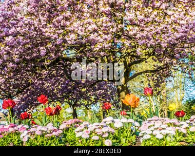 Ein Bett aus Tulpen und rosa Bellis Gänseblümchen mit blühenden rosa Kirschbäumen im Hintergrund in einem städtischen öffentlichen Park in England. Stockfoto