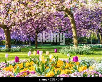 Ein Bett aus Tulpen, weißem Alyssum und rosa Bellis Gänseblümchen mit blühenden rosa Kirschbäumen im Hintergrund in einem städtischen öffentlichen Park in England. Stockfoto