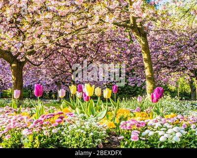 Ein Bett aus Tulpen, weißem Alyssum und rosa Bellis Gänseblümchen mit blühenden rosa Kirschbäumen im Hintergrund in einem städtischen öffentlichen Park in England. Stockfoto