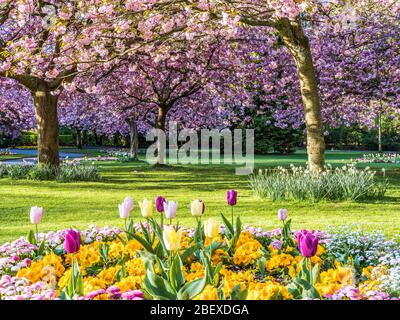 Ein Bett aus Tulpen, gelben Primueln und rosa Bellis Gänseblümchen mit blühenden rosa Kirschbäumen im Hintergrund in einem städtischen öffentlichen Park in England. Stockfoto