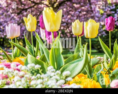 Gelbe, rosa und lila Tulpen in einem Bett aus weißem Alyssum vor einem unscharf Hintergrund von rosa Kirschblüten. Stockfoto