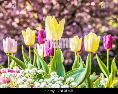 Gelbe, rosa und lila Tulpen in einem Bett aus weißem Alyssum vor einem unscharf Hintergrund von rosa Kirschblüten. Stockfoto