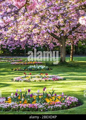 Blumenbeete und blühende rosa Kirschbäume in einem städtischen öffentlichen Park in England. Stockfoto