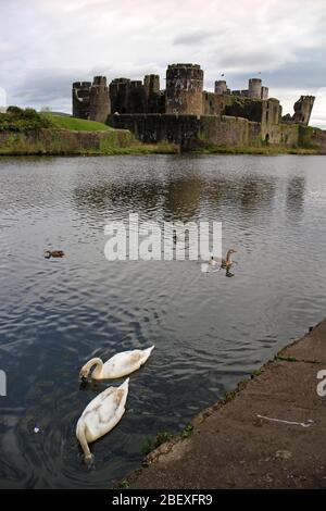 Caerphilly Castle und wilde Vögel auf dem Wassergraben Wales Stockfoto