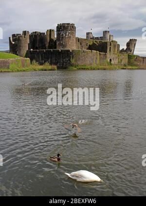 Caerphilly Castle und wilde Vögel auf dem Wassergraben Wales Stockfoto