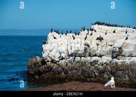 Kolonie von schwarzen Austernfischer (haematopus bachmani) in Hermanus, Südafrika Stockfoto