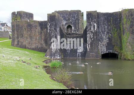 Caerphilly Castle und wilde Vögel auf dem Wassergraben Wales Stockfoto