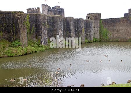 Caerphilly Castle und wilde Vögel auf dem Wassergraben Wales Stockfoto