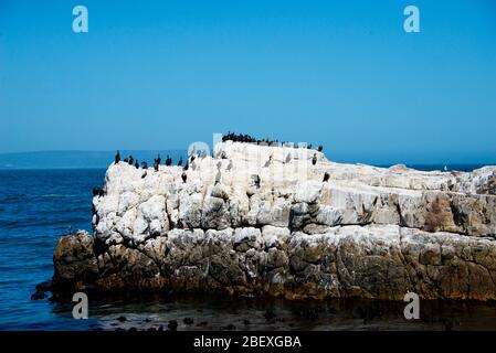 Kolonie von schwarzen Austernfischer (haematopus bachmani) in Hermanus, Südafrika Stockfoto