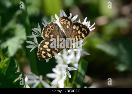 Gesprenkelte Holz Schmetterling Parage aegeria Fütterung auf einem Lösegeld Blume am Rande des Waldes Stockfoto