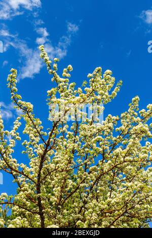 Blühende Birne Baum im frühen Frühjahr mit blauem Himmel im Hintergrund. Birnenbaum Zweige mit Blumen bedeckt. Mai Stockfoto