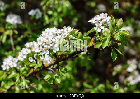 Blühende Birne Baum im frühen Frühjahr mit blauem Himmel im Hintergrund. Birnenbaum Zweige mit Blumen bedeckt. Mai Stockfoto