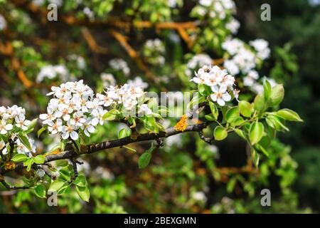 Blühende Birne Baum im frühen Frühjahr mit blauem Himmel im Hintergrund. Birnenbaum Zweige mit Blumen bedeckt. Mai Stockfoto