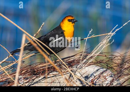 Ein männlicher Gelbkopf-Schwarzvogel hält lange genug für ein Foto am Bear River Zugvogelschutzgebiet nahe Brigham City, Box Elder County, Utah, USA. Stockfoto