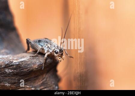 Nahaufnahme eines Haus Cricket in einem Vivarium in Großbritannien Stockfoto