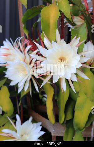 Nachtblühende Epiphyllum oxypetalum oder auch als Königin der Nacht Orchidee Kaktus bekannt Stockfoto