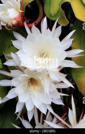 Nachtblühende Epiphyllum oxypetalum oder auch als Königin der Nacht Orchidee Kaktus bekannt Stockfoto