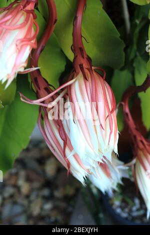 Nachtblühende Epiphyllum oxypetalum oder auch als Königin der Nacht Orchidee Kaktus bekannt Stockfoto