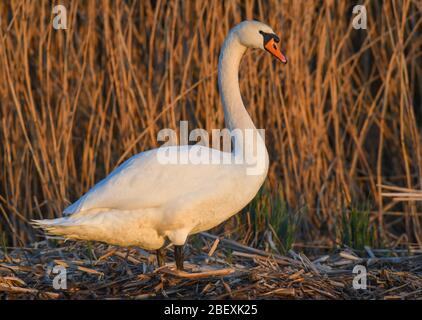 14. April 2020, Brandenburg, Demnitz: Ein stumm leuchtender Schwan (Cygnus olor) steht am Ufer eines Sees und wird von der Abendsonne beleuchtet. Foto: Patrick Pleul/dpa-Zentralbild/ZB Stockfoto