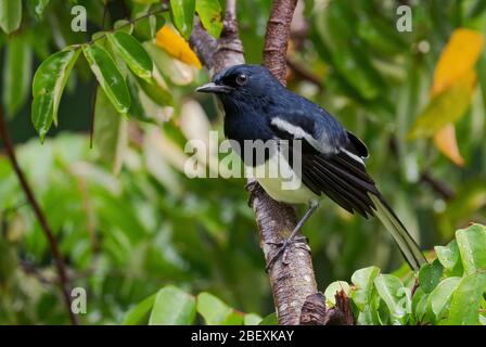 Orientalischer Magpie-Rotkehlchen - Copsychus saularis, schöner schwarz-weißer Barschvogel aus asiatischen Wäldern, Mutiara Taman Negara, Malaysia. Stockfoto