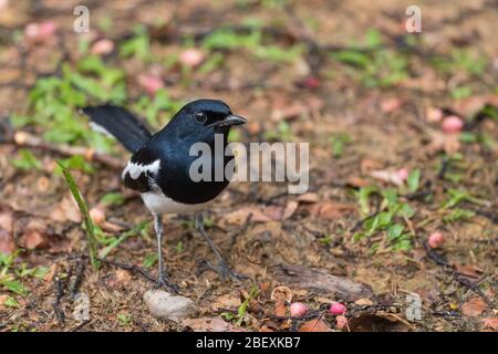 Orientalischer Magpie-Rotkehlchen - Copsychus saularis, schöner schwarz-weißer Barschvogel aus asiatischen Wäldern, Mutiara Taman Negara, Malaysia. Stockfoto