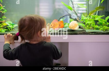 2 Jahre altes Kind im Innenbereich, das im großen Fischtank, Aquarium schwimmt. Stockfoto