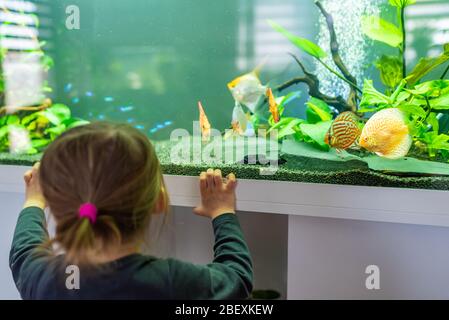 2 Jahre altes Kind im Innenbereich, das im großen Fischtank, Aquarium schwimmt. Stockfoto