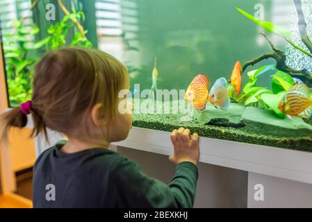 2 Jahre altes Kind im Innenbereich, das im großen Fischtank, Aquarium schwimmt. Stockfoto