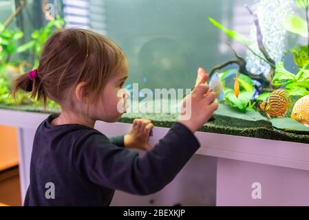 2 Jahre altes Kind im Innenbereich, das im großen Fischtank, Aquarium schwimmt. Stockfoto