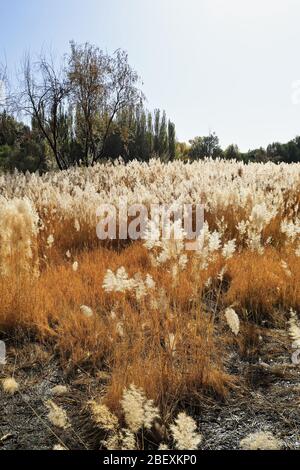 Bereich mit Pampas Gras-Cortaderia selloana überfüllt. JiaYu Pass Festung-Jiayuguan Stadt-Gansu-China-0801 Stockfoto