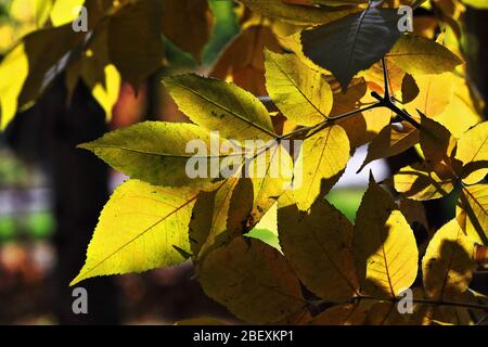 Gelbliche Blätter-Ulmus glaucescens glaucescens-copse im Bereich der Jiayuguan Festung-Gansu-China-0802 Stockfoto