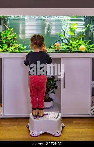 2 Jahre altes Kind im Innenbereich, das im großen Fischtank, Aquarium schwimmt. Stockfoto