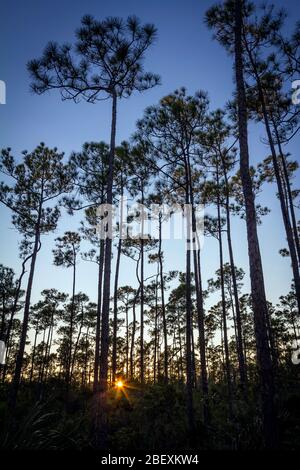 Sonnenuntergang im Everglades National Park, Pine Trees, Florida, USA. Stockfoto