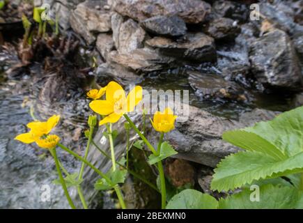 Caltha palustris, bekannt als Sumpf-Ringelblume und Königskasse, wächst neben einem Wasserfall in einem Gartenteich in Devon, England, Großbritannien Stockfoto