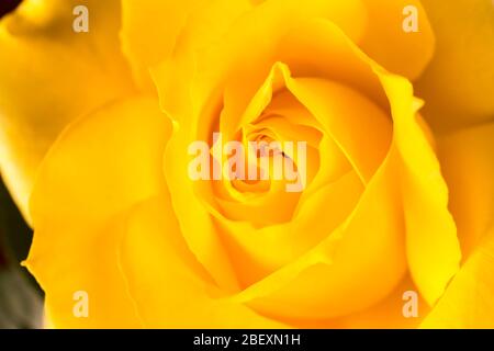 NAHAUFNAHME DETAIL DER MITTE DER GELBEN ROSE Stockfoto