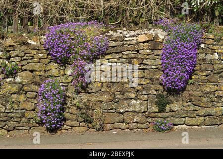 Aubretia in Blume wächst an der Wand eines Hauses im Norden Oxfordshire Dorf Hook Norton Stockfoto