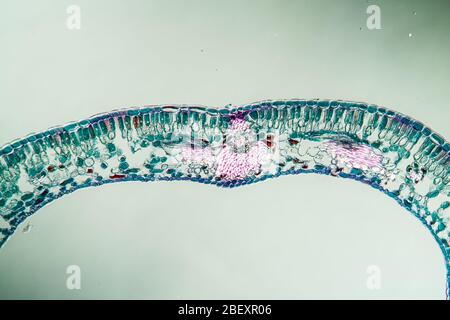 Blaubeerblatt-Querschnitt unter dem Mikroskop, 100x Stockfoto