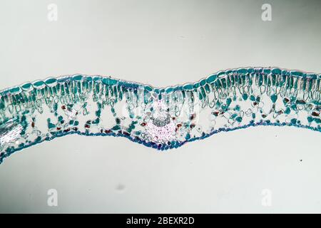 Blaubeerblatt-Querschnitt unter dem Mikroskop, 100x Stockfoto