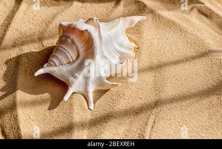 Eine schöne große Muschel liegt auf dem Meersand. Der Schatten einer Palme. Das Konzept eines Sommerurlaubs auf See und Reisen. Nahaufnahme. Stockfoto