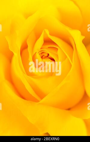 NAHAUFNAHME DETAIL DER MITTE DER GELBEN ROSE Stockfoto