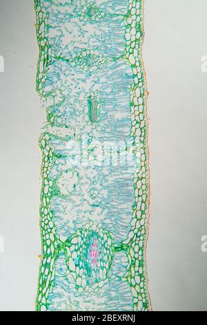 Unkraut blatt Querschnitt unter dem Mikroskop 100x Stockfoto