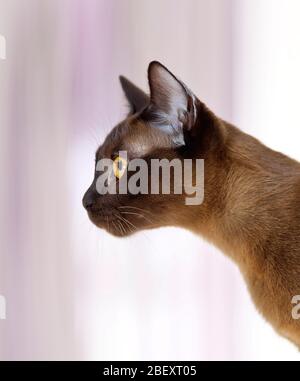 Burma-Katze. Porträt eines Erwachsenen. Deutschland Stockfoto