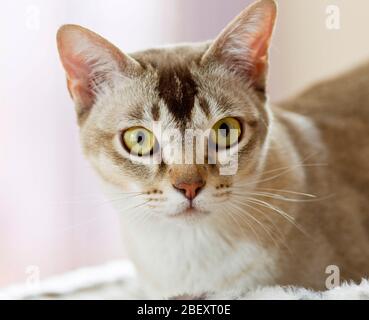 Burma-Katze. Porträt des Erwachsenen, liegend. Deutschland Stockfoto