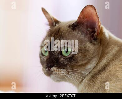 Burma-Katze. Porträt eines Erwachsenen. Deutschland Stockfoto