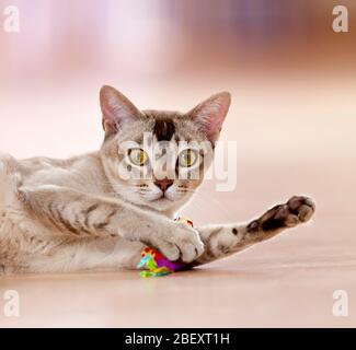 Burma-Katze. Erwachsener, der in einer Wohnung liegt, spielt mit einem Spielzeug. Deutschland Stockfoto
